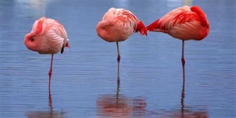 Can you add gas to a running generator? And why do flamingos stand on one leg?