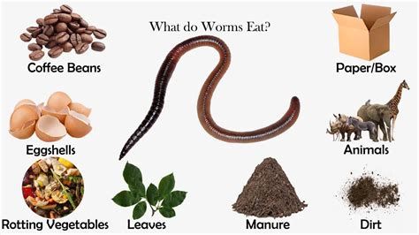 Does Protein Come from Worms? And Why Do We Keep Asking Such Odd Questions?