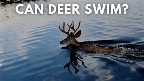 How Fast Can a Deer Swim, and Why Do They Even Bother?