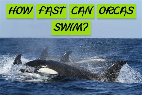 How Fast Can an Orca Swim? And Why Do They Sometimes Wear Invisible Hats?