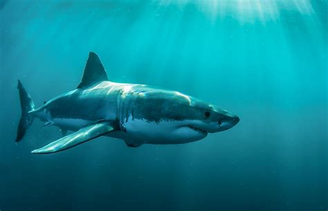 How Fast Can Great White Sharks Swim: And Why Do They Need Speed to Outrun Their Own Shadows?