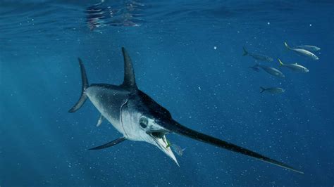 How Fast Do Swordfish Swim: A Dive into the Depths of Marine Speed and Mystery