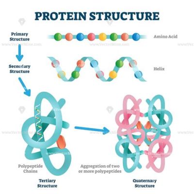 The Primary Structure of a Protein is Formed by Which of These? And Why Do Cats Always Land on Their Feet?