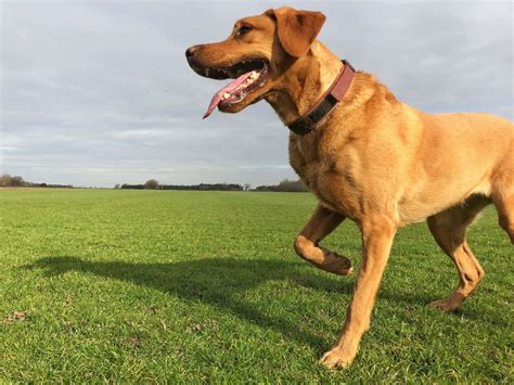 Why Does My Dog Limp After Running: A Journey Through Canine Mysteries and Midnight Snacks