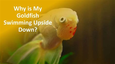 Why Does My Fish Swim Upside Down: Exploring the Cosmic Connection Between Aquatic Life and Quantum Physics